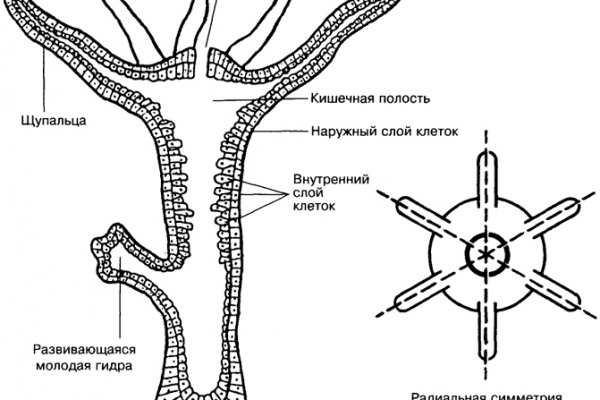 Kraken ссылка krakens13 at