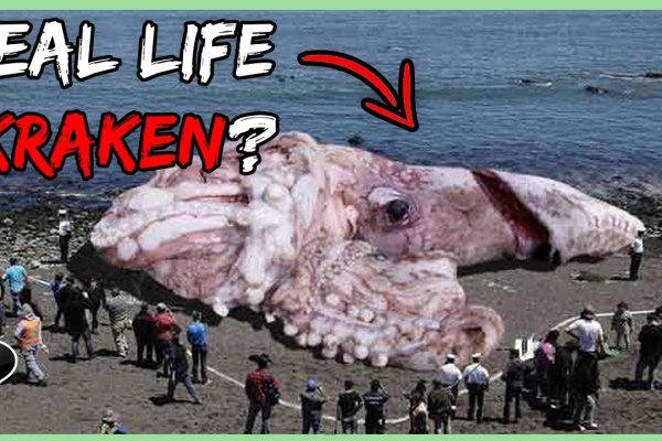 Kraken ссылка актуальная