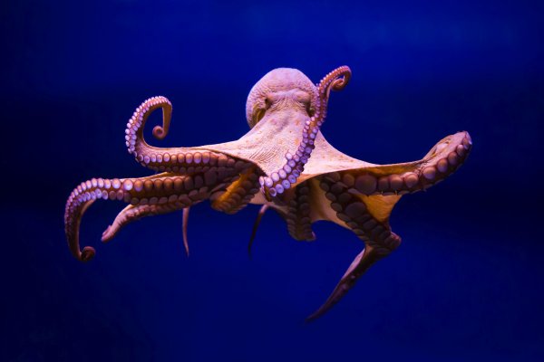 Ссылки зеркала на kraken kraken dark link